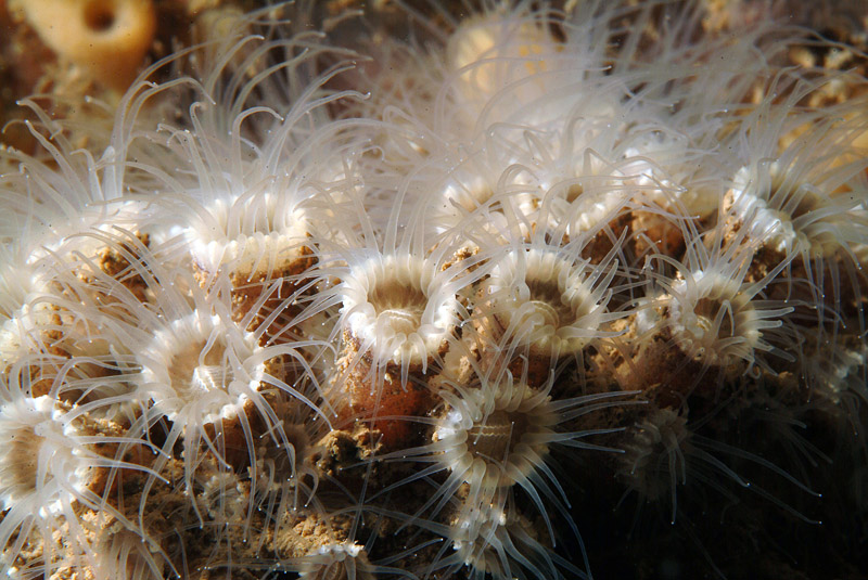 Epizoanthus arenaceus